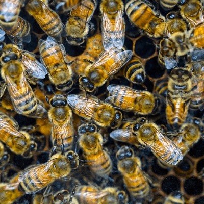 Bee Removal