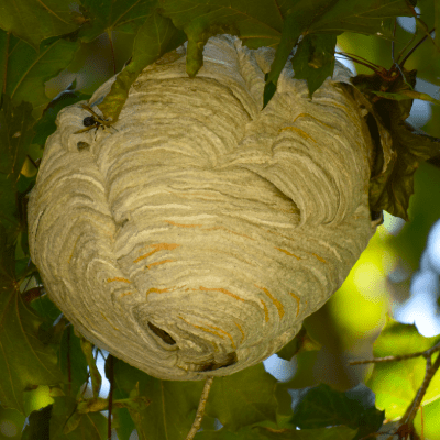 Beehive Removal